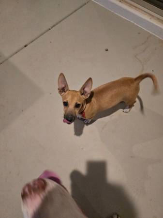 Found- white and brown pit-mix and small terrier chihuahua mix VERY SW (Tolleson)64007247994882123