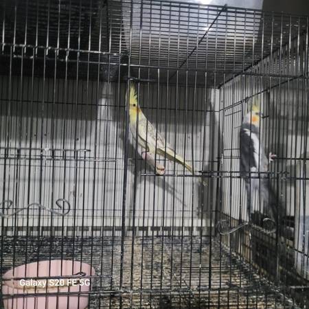 Cacatúas para nuevos hogares