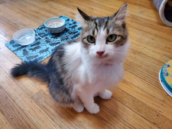 2 Cats Seeking Forever Homes ($150 adoption fee through CC4C) (walnut creek)63934209860099123
