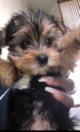 Yorkie Terrier (Decatur)63739435142915121