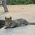 TABBY CAT OR AMERICAN BOBTAIL CAT 11 thumbnail
