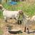 Goats for Sale 2 thumbnail