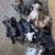 Full blood Pitbull puppies 1 thumbnail