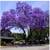 Paulownia tormentosa tree 1 thumbnail