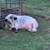 Miniature American British White Park Bull 1 thumbnail