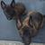 Malinois 3 thumbnail
