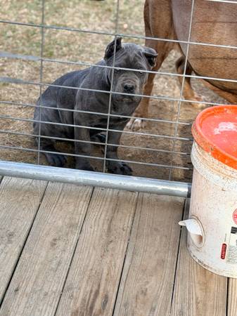Pup 1