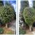 Stump removal/ Hedge Trimming? Call or text me! 19 thumbnail