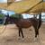 Horses/Mare/Gelding 6 thumbnail