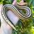 Borneo Short Tail pythons 5 thumbnail