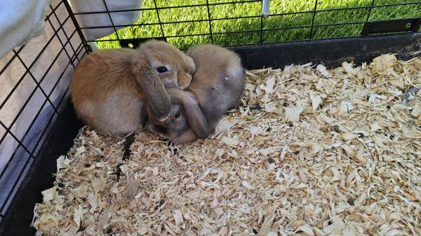 Bebés Holland lop (machos) (Wendell)63844233782915120