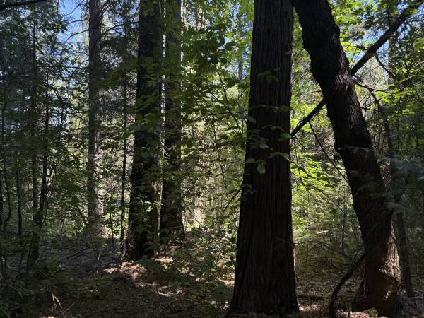 $175,000 21.6 Acres, End Of Rd Privacy, Big Views, 5 Miles To Yuba River (Nevada City)63952104265346124