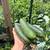 honey & farm stand!! 2 thumbnail