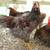 Partridge Chantecler roosters from Sandhill Preservation Center 14 thumbnail
