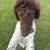 Standard male party poodle 2 thumbnail