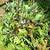Staghorn Fern 2 thumbnail