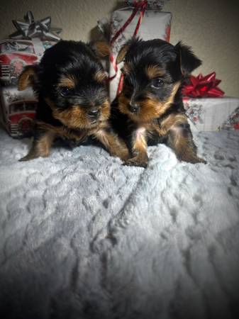Yorkies 1