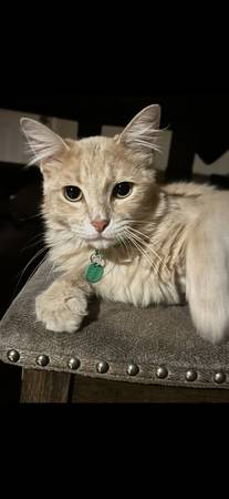 ?STOLEN CAT? (2nd Street in El Cajon)