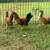 Bantams for Sale 1 thumbnail