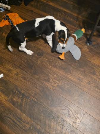 Basset Hound (Killeen)559192511989032964
