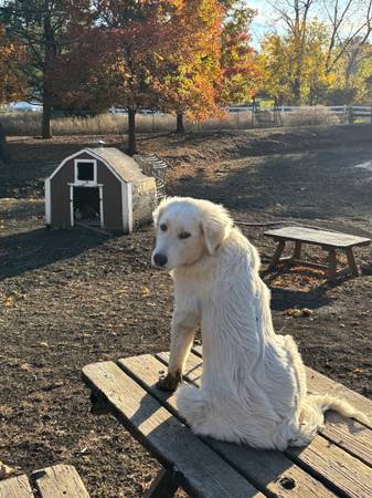 Re-homing Great Pyrenees dog (Olathe KS)63903108902274123