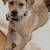 Black Mouth Cur 6 thumbnail