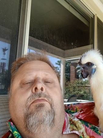 chickens/Silkie 1