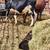 Holstein heifer 1 thumbnail
