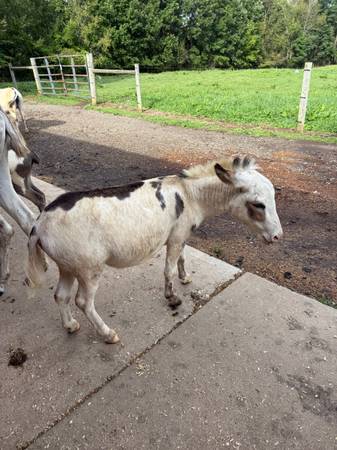 3 year old mini donkey jack 1
