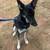 German shepherd Mix 6 thumbnail