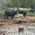 Bred cows 14 thumbnail
