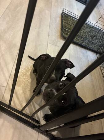 2 female bully’s left!!!63853464956547121
