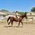 Stunning Versatile Gelding Broke to Ride, Drive & Jump 10 thumbnail
