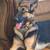 6 months old female German shepherd 1 thumbnail