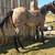 Aqha Bay Roan Filly 2 thumbnail