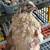 Coturnix Quail Set Up 4 thumbnail