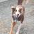 Smudgie the Dog Needs a New Home 1 thumbnail