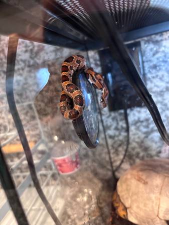 Corn snake 1