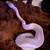 Female Ball Pythons REHOME OR TRADE 7 thumbnail