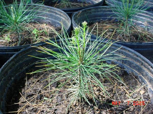 Potted Eastern White Pine (pinus strobus) Evergreen Trees 1