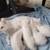 kittens 5 thumbnail