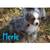 Mini Aussie puppies 5 thumbnail
