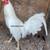 Gamefowl,chickens,gallos,roosters,pollos 1 thumbnail