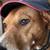 CUSTOM BUILT BARREL DRUM DOG HOUSES 8 thumbnail