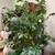 Large Indoor artificial fish tail Plant in a ceramic Pot 2 thumbnail