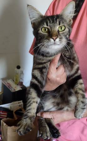 Found young tabby cat (South Sacramento)63848874452225122