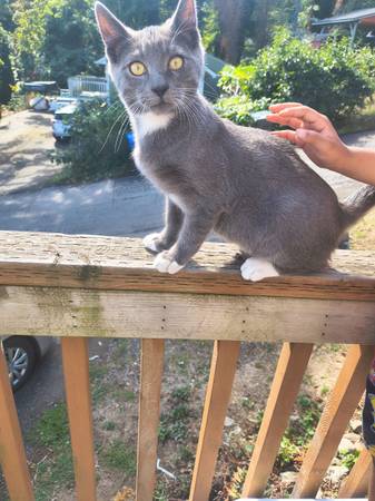 Kittens for rehoming (N. Renton)63911603457411122