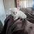 Lil kitty 2 thumbnail