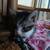 Kittens and cats 2 thumbnail