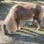 Pony for sale 2 thumbnail